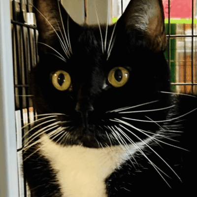 Black and white tuxedo cat in cage.
