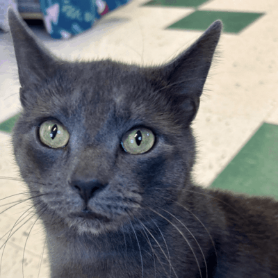 Gray cat with green eyes looking at camera.