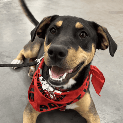 Happy dog wearing red bandana.