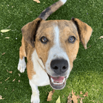 Happy dog sitting on green grass.