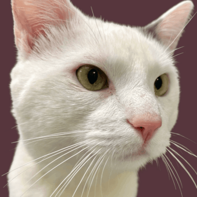 A white cat with pink ears and nose.