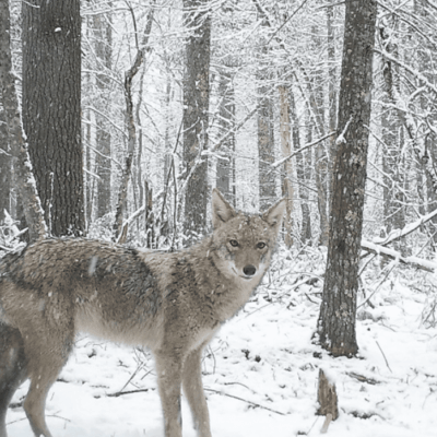 A wolf standing in the snow near some trees.