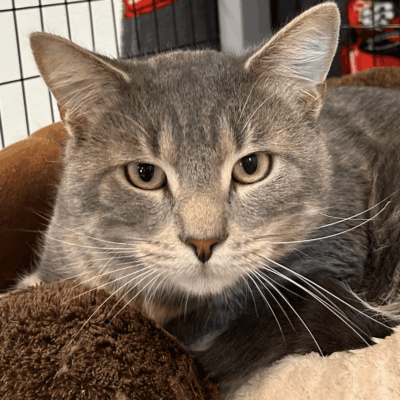 A cat is sitting on top of some teddy bears