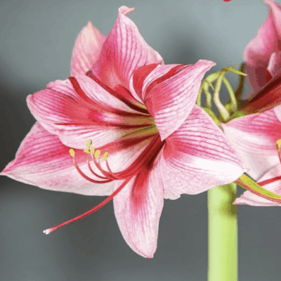 amaryllis
