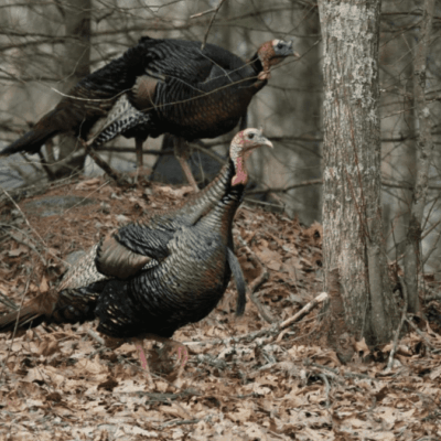 Two turkeys are standing in the woods near a tree.