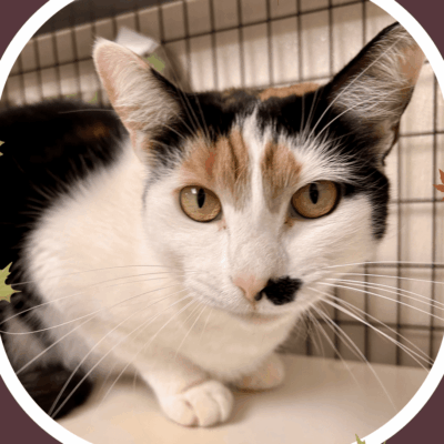 A cat sitting on top of a table.