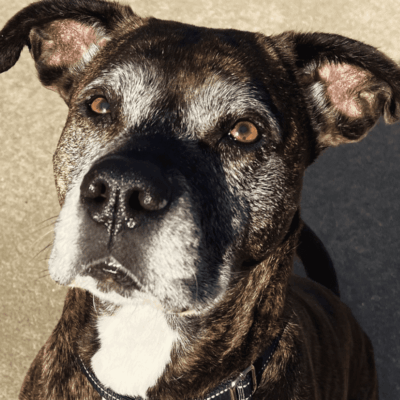 A close up of a dog 's face with a brown background