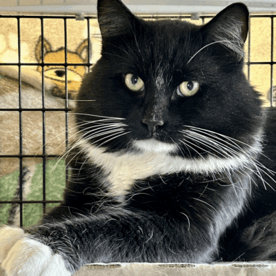 A black and white cat sitting in its cage.