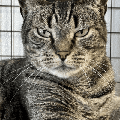 A cat sitting in front of a cage.