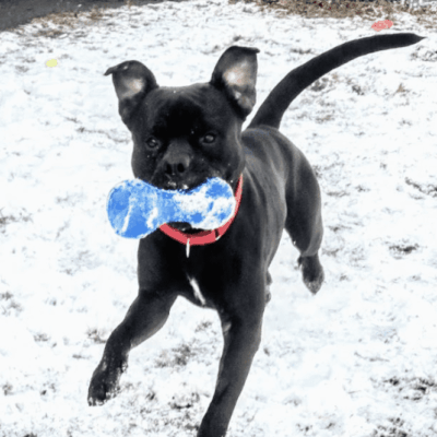 A black dog is running in the snow