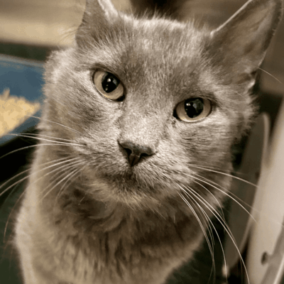 A cat is looking at the camera with its eyes wide open.