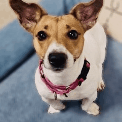 A dog with a pink collar sitting on the couch.