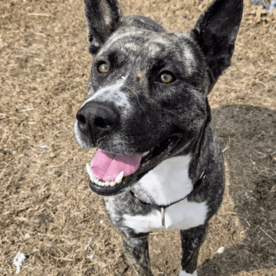 Happy brindle dog with ears perked up.