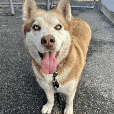 Happy husky with tongue out, standing outside.