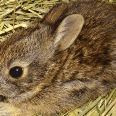 Baby rabbit resting on straw bedding.