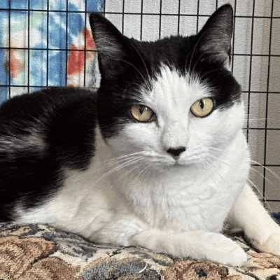 Black and white cat lying down indoors.