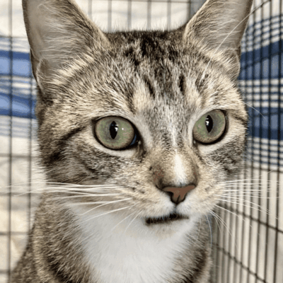 Tabby cat with green eyes in cage.