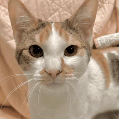 Calico cat with attentive expression on bed.