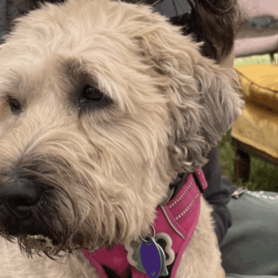 Fluffy dog wearing pink harness outside.