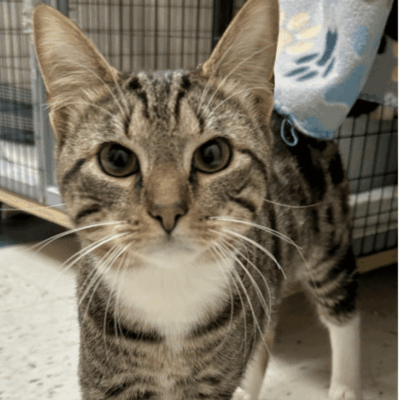 Tabby cat standing in a cage.