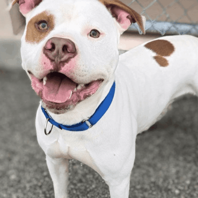 A brown and white dog with blue collar