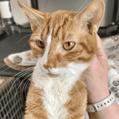 A person petting an orange and white cat.