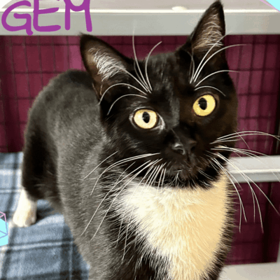 Black and white cat with striking yellow eyes.