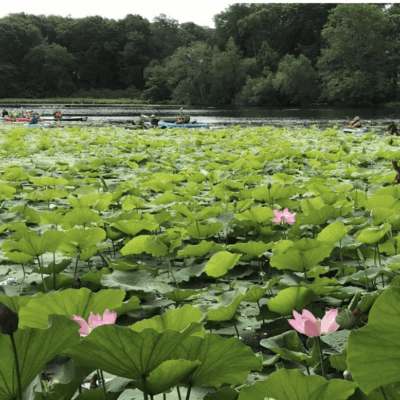 sacred lotus at meshanticut lake