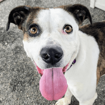 Close-up of a happy dog with tongue out and bright eyes.