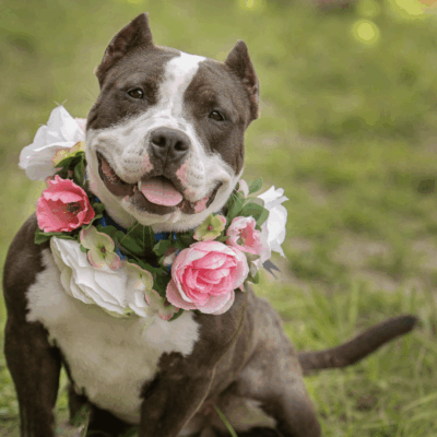 Happy dog wearing a floral wreath sitting on grass.