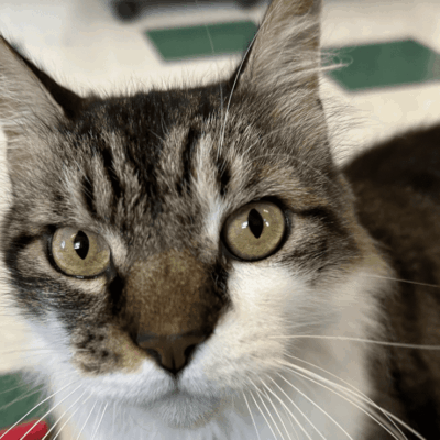 Close-up of a curious tabby cat with green eyes.