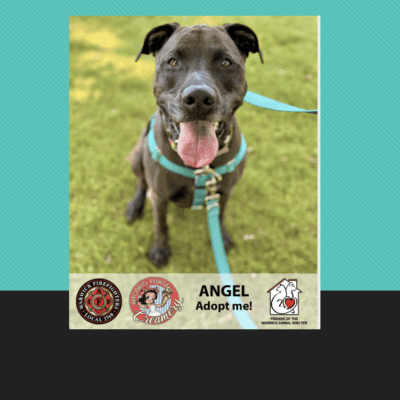 Happy dog named Angel ready for adoption with a joyful expression.