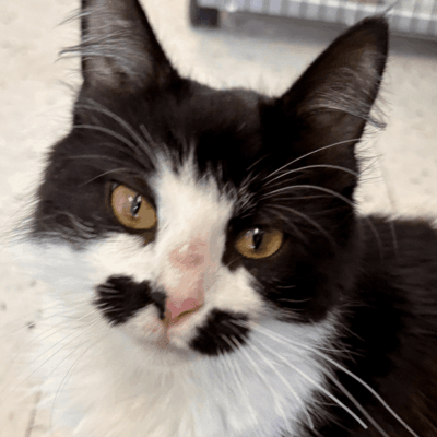 Black and white cat with striking yellow eyes and unique facial markings.