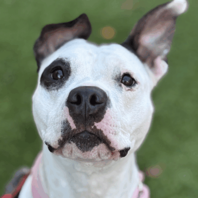 Close-up of a white dog with black spots and expressive eyes.