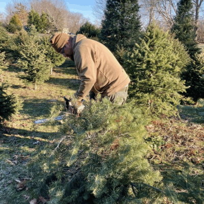 Person cutting a Christmas tree in a tree farm on a sunny day.