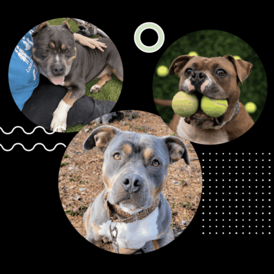 Three happy dogs playing and relaxing outdoors.
