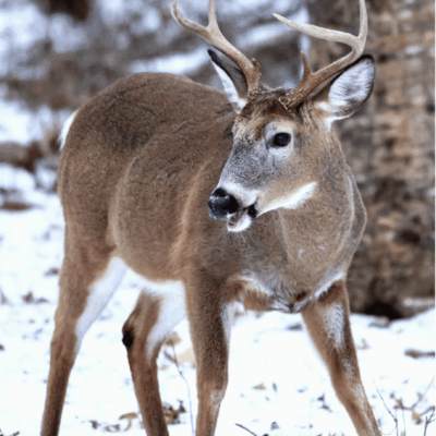 deer in winter with RIDEM