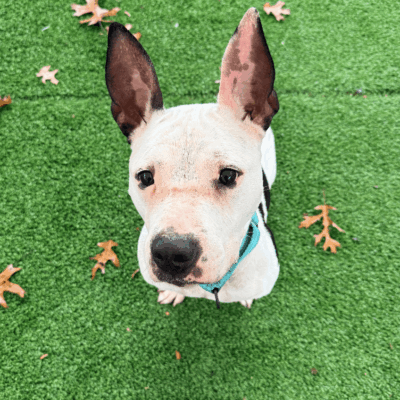 White dog with black spots sitting on green grass.