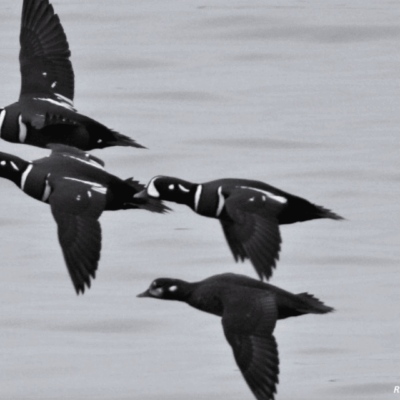 Four black and white birds flying over water in formation.