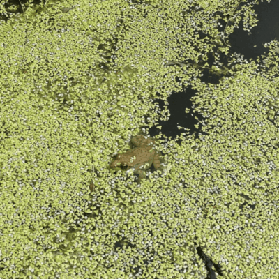 A frog camouflaged among green aquatic plants in water.