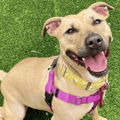 Smiling tan dog wearing a pink harness on green grass.