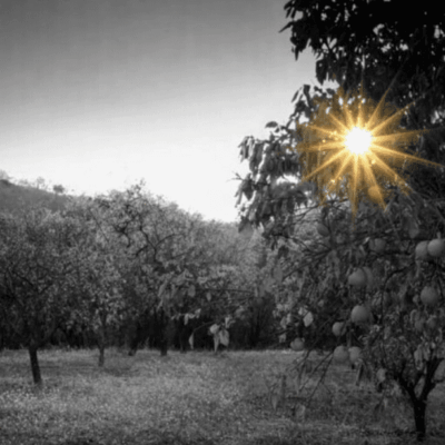 A serene orchard with the sun shining through tree branches.