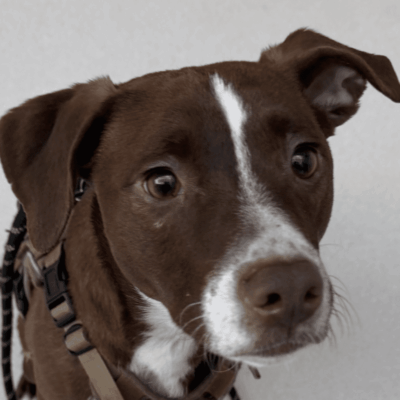 Close-up of a brown and white dog with expressive eyes.