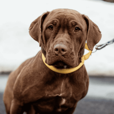 A brown Labrador retriever with a yellow leash.