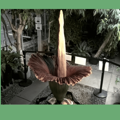 corpse flower