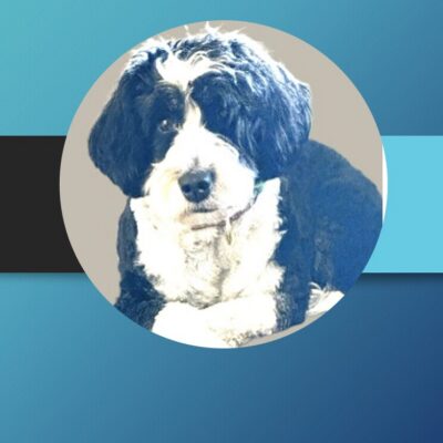 advocating for your pet