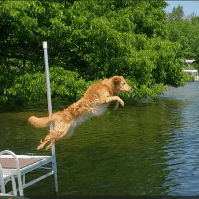 Golden retriever dog jumping into lake.