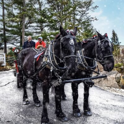 Two black horses pulling a carriage on a snowy trail.