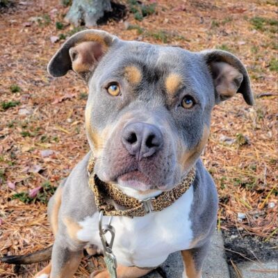 Close-up of a curious dog outdoors with a gray and white coat.