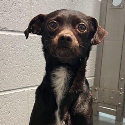 dog for adoption at RISPCA